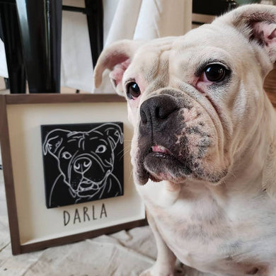 Dog Days Collection - Pet Portrait