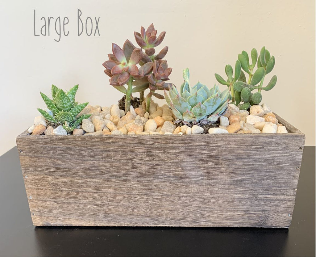 jumbo succulents Master
