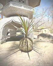 6/28/25 @ 6PM Kokedama at 4 Kings Distillery