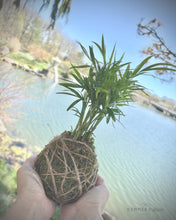 6/28/25 @ 6PM Kokedama at 4 Kings Distillery