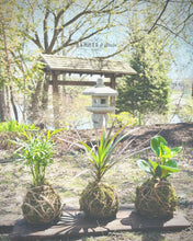 6/28/25 @ 6PM Kokedama at 4 Kings Distillery